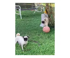 Two male Pug puppies - 8