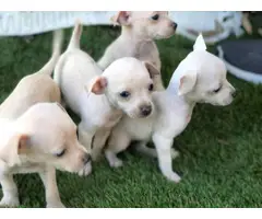3 girls and 1 boy Chihuahua puppies for sale