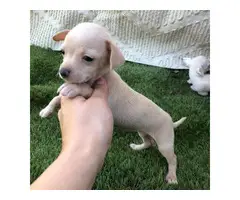 3 girls and 1 boy Chihuahua puppies for sale - 2