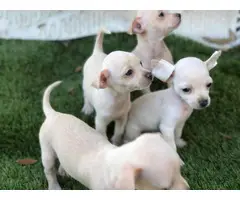 3 girls and 1 boy Chihuahua puppies for sale - 3