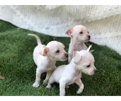 3 girls and 1 boy Chihuahua puppies for sale - 4