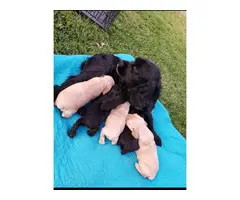5 Gorgeous cocker spaniel puppies