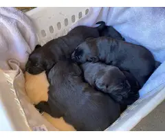 Registered lab puppies for sale - 2