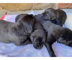 Registered lab puppies for sale - 3