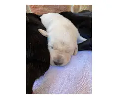 Registered lab puppies for sale - 4