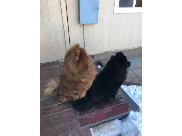 4 purebred chow chow puppies available in Denver, Colorado