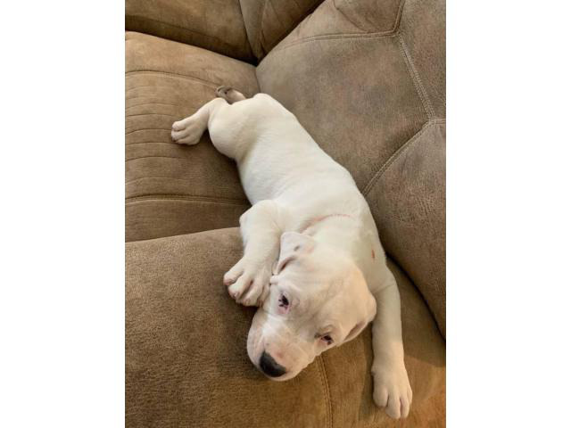 8 weeks old American Bulldog puppies Dothan - Puppies for Sale Near Me