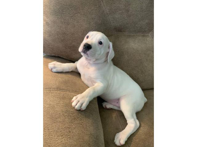 8 weeks old American Bulldog puppies Dothan - Puppies for Sale Near Me