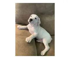 8 weeks old American Bulldog puppies - 6