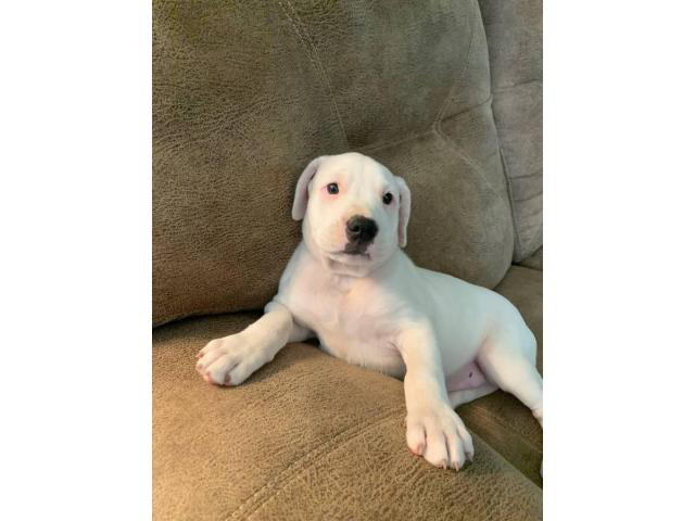 8 weeks old American Bulldog puppies Dothan - Puppies for Sale Near Me