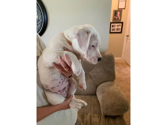 8 weeks old American Bulldog puppies Dothan - Puppies for Sale Near Me