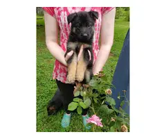 Beautiful AKC German Shepherd puppies for sale