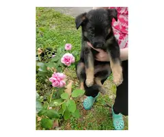 Beautiful AKC German Shepherd puppies for sale - 2