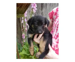 Beautiful AKC German Shepherd puppies for sale - 3