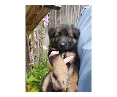 Beautiful AKC German Shepherd puppies for sale - 4