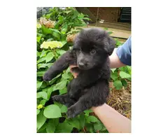 Beautiful AKC German Shepherd puppies for sale - 6