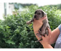 Fabulous Great Dane puppies available for adoption - 2