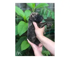 Fabulous Great Dane puppies available for adoption - 6