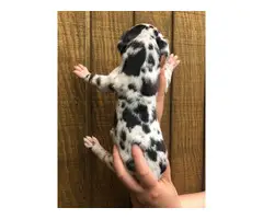 Fabulous Great Dane puppies available for adoption - 11