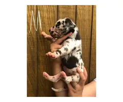 Fabulous Great Dane puppies available for adoption - 12