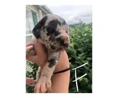 Fabulous Great Dane puppies available for adoption - 19