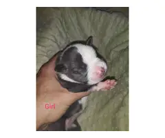 Staffordshire bull Terrier Puppies