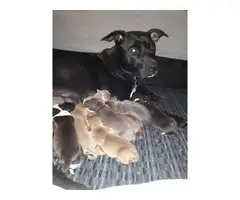 Staffordshire bull Terrier Puppies