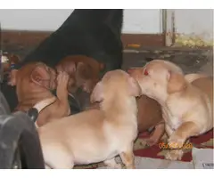 7 Chiweenie puppies in need of good families - 2