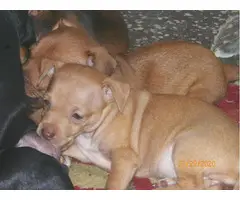 7 Chiweenie puppies in need of good families - 3