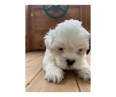 Lovely 5 Weeks old Shi-Poo Puppy - 4