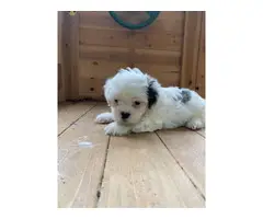Lovely 5 Weeks old Shi-Poo Puppy - 5