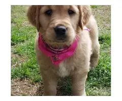 Lovely 11 Weeks old Golden Retriever Puppies - 2