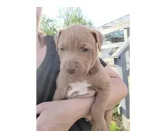 One male American pit bull puppy looking for a new family - 2