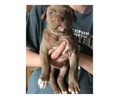 One male American pit bull puppy looking for a new family - 3