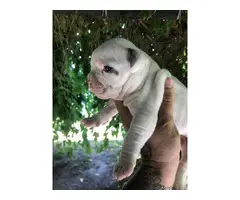 Four American bulldog puppies available - 2
