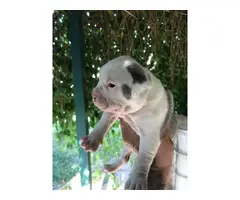 Four American bulldog puppies available - 3
