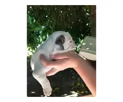 Four American bulldog puppies available - 4