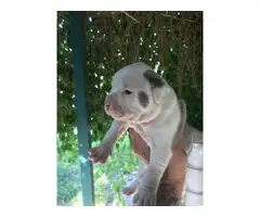 Four American bulldog puppies available - 6