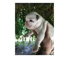 Four American bulldog puppies available - 7