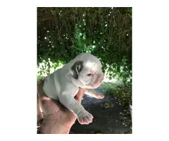 Four American bulldog puppies available - 8