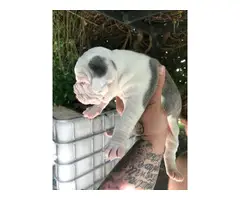 Four American bulldog puppies available - 9