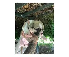 Four American bulldog puppies available - 11