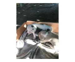 Four American bulldog puppies available - 12