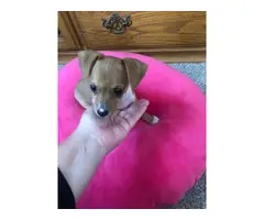 10 week old teacup size Chiweenie Puppy for rehoming