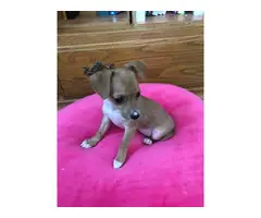 10 week old teacup size Chiweenie Puppy for rehoming - 2