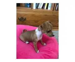 10 week old teacup size Chiweenie Puppy for rehoming - 3