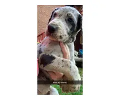 5 lovely Great Dane puppies - 1