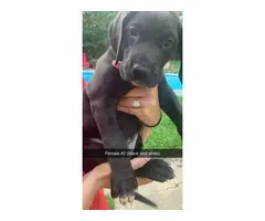 5 lovely Great Dane puppies - 3
