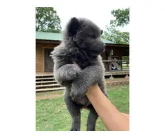 11 weeks Chow Chow puppy need a new home