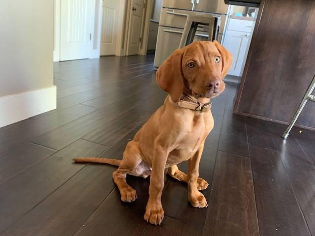 3 months old Vizsla puppy ready to go now in Billings ...